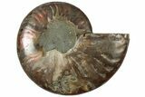 Cut & Polished Ammonite Fossil (Half) - Madagascar #310674-1